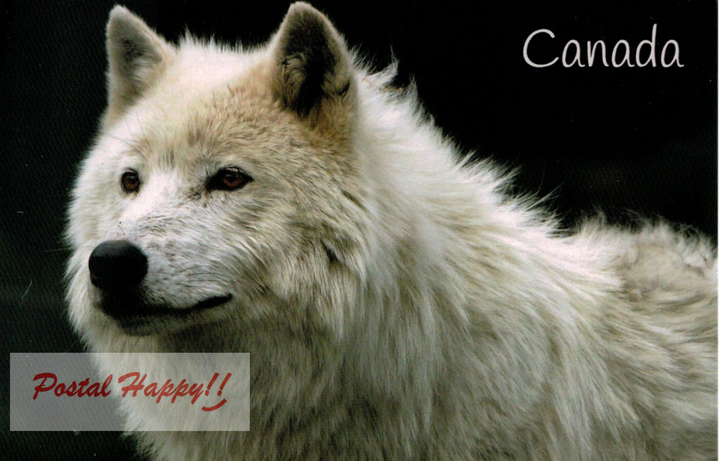 Wolf Close Up Postcard