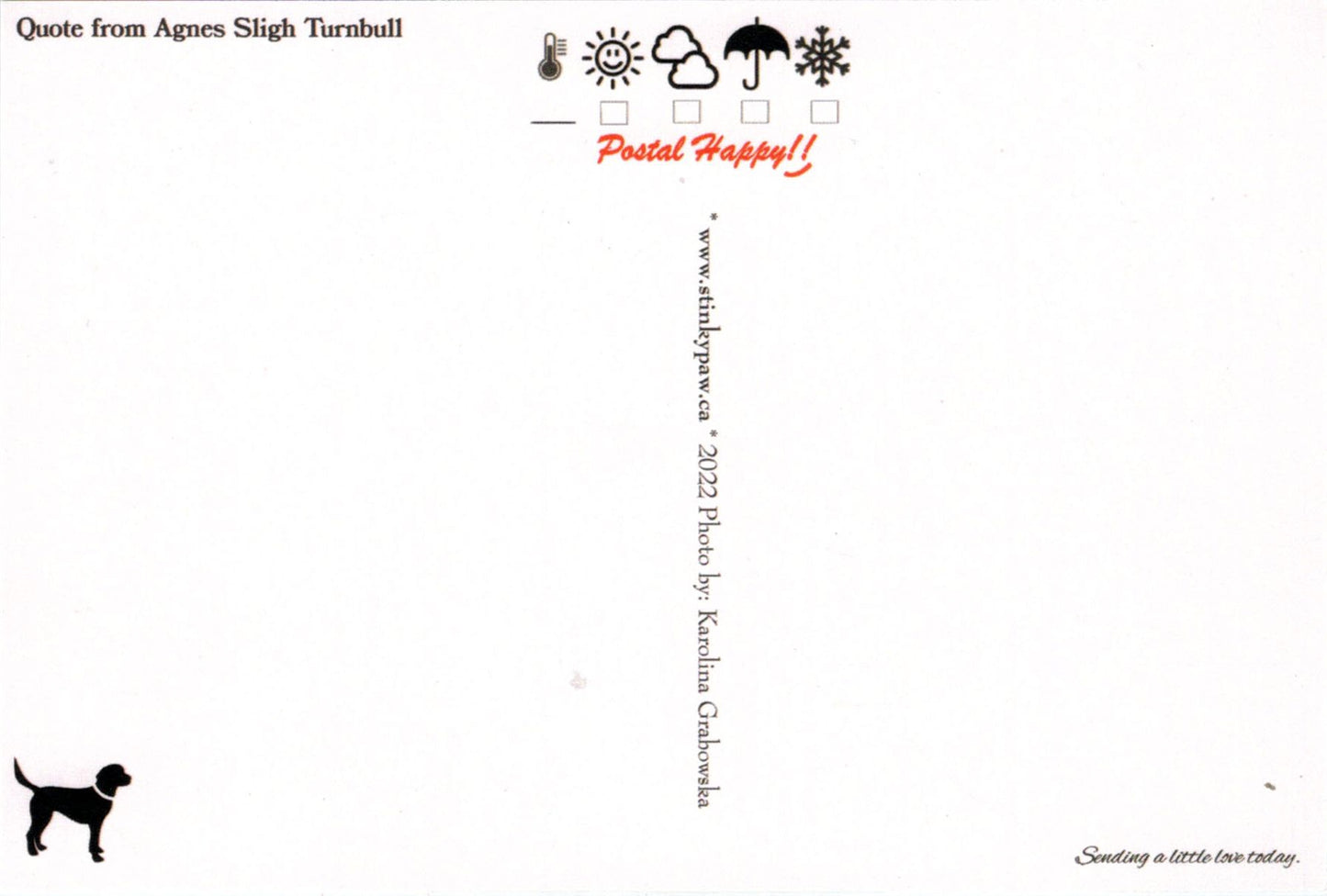 Dogs' Lives Postcard