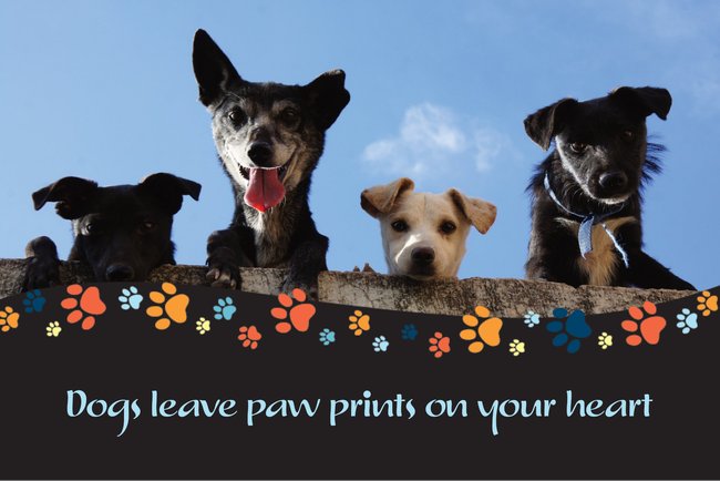 Dogs Paw Prints Postcard