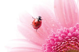 Ladybug on Flower Postcard